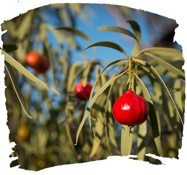 Native Australian bush remedies